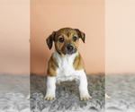 Small #2 Alapaha Blue Blood Bulldog-Jack Russell Terrier Mix
