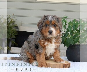 Bernedoodle (Miniature) Puppy for sale in NARVON, PA, USA
