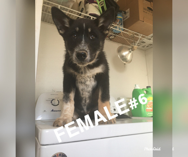 Medium Photo #2 Wolf Hybrid Puppy For Sale in ELEPHANT BTTE, NM, USA