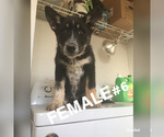 Small Photo #2 Wolf Hybrid Puppy For Sale in ELEPHANT BTTE, NM, USA