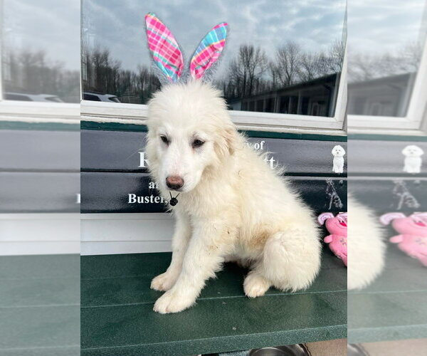 Medium Photo #3 Great Pyrenees Puppy For Sale in Osgood, IN, USA