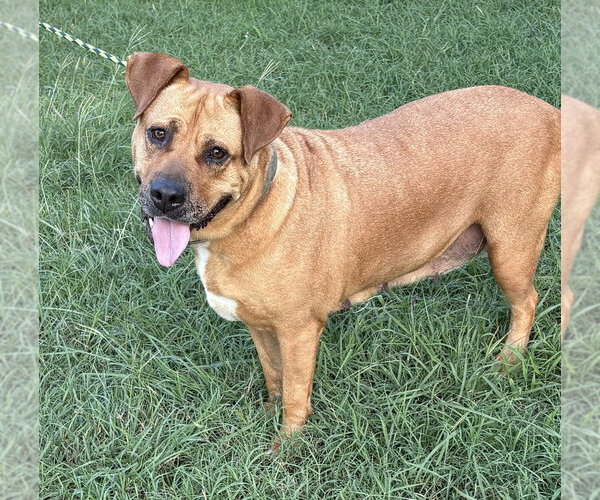 Medium Photo #2 American Staffordshire Terrier-Boxer Mix Puppy For Sale in Brewster, NY, USA