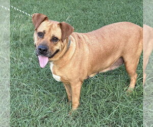 Gracie (TX) - Female Boxador Dog for Adoption - Photo #2