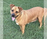 Small #1 American Staffordshire Terrier-Boxer Mix