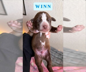 Great Dane Dogs for adoption in Bullard, TX, USA