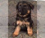 Small Photo #6 German Shepherd Dog Puppy For Sale in COLETA, IL, USA