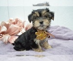 Small Photo #1 Morkie Puppy For Sale in HONEY BROOK, PA, USA