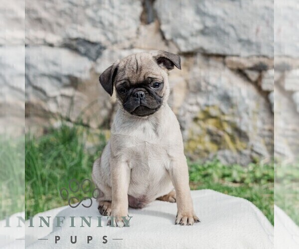 Medium Photo #4 Pug Puppy For Sale in CHAMBERSBURG, PA, USA