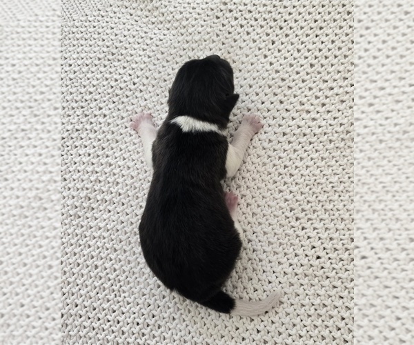 Medium Photo #15 Akita Puppy For Sale in STRAFFORD, MO, USA