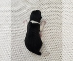 Small #1 Akita