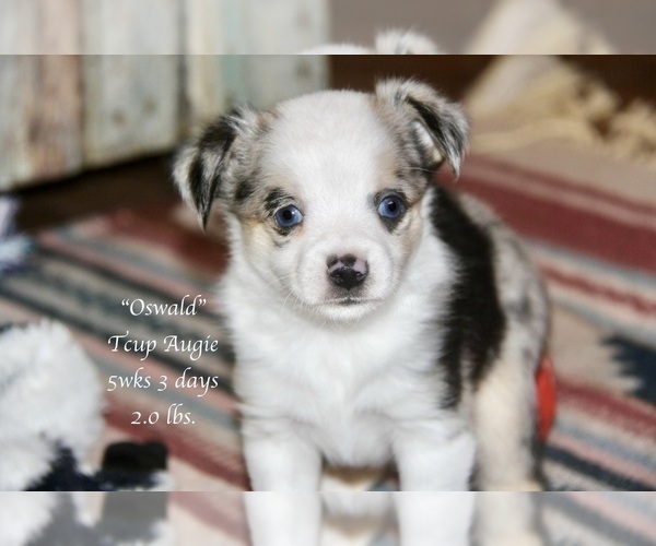 Medium Photo #6 Aussie-Corgi Puppy For Sale in LIND, WA, USA