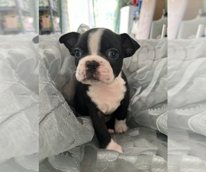 Boston Terrier Puppy for sale in LORTON, VA, USA