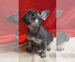 Small #2 French Bulldog