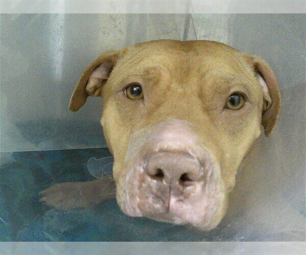 Medium Photo #1 Mutt Puppy For Sale in Sanford, FL, USA