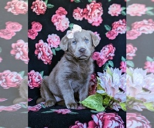 Labrador Retriever Puppy for sale in NEW HOLLAND, PA, USA