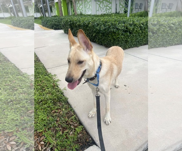 Medium Photo #7 German Shepherd Dog-Unknown Mix Puppy For Sale in Plantation, FL, USA