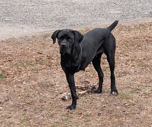 Mother of the Cane Corso-Mastiff Mix puppies born on 02/02/2025