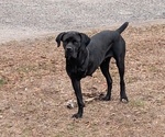 Small Photo #1 Cane Corso-Mastiff Mix Puppy For Sale in LABELLE, FL, USA