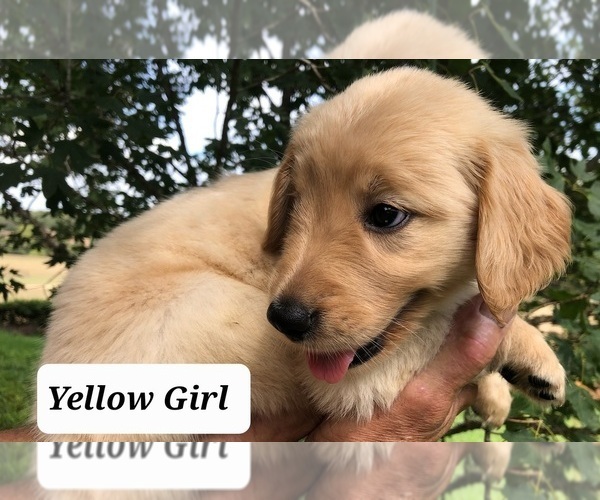 Medium Photo #4 Golden Retriever Puppy For Sale in ROSANKY, TX, USA
