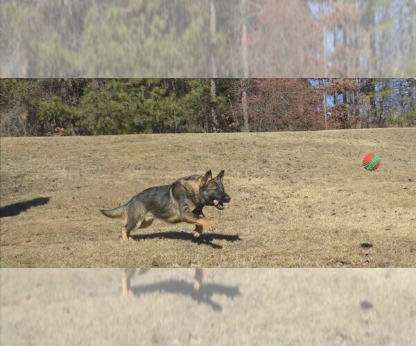 Medium Photo #1 German Shepherd Dog Puppy For Sale in POWDER SPRINGS, GA, USA