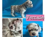 Puppy Chanel French Bulldog