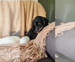 Small Photo #3 Dachshund Puppy For Sale in GREENWOOD, WI, USA