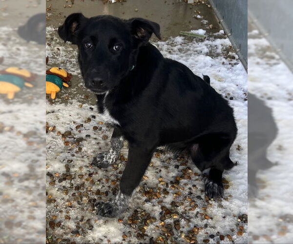 Medium Photo #1 Mutt Puppy For Sale in Sterling, MA, USA