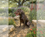 Small #1 Labrador Retriever