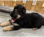 Small #3 German Shepherd Dog