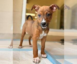 German Shepherd Dog-Unknown Mix Dogs for adoption in Chula Vista, CA, USA