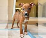 Small German Shepherd Dog Mix