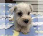 Small Photo #10 Schnauzer (Miniature) Puppy For Sale in GOSHEN, IN, USA