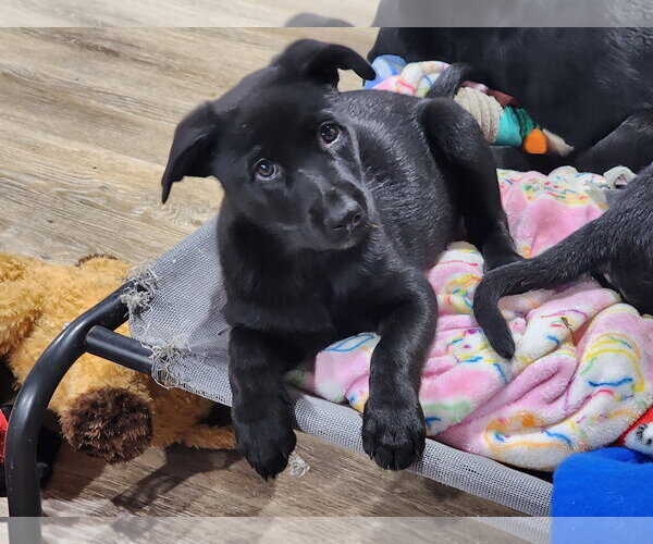 Medium Photo #2 Labrador Retriever-Unknown Mix Puppy For Sale in Marine City, MI, USA