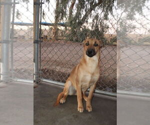 Mutt Dogs for adoption in El Centro, CA, USA