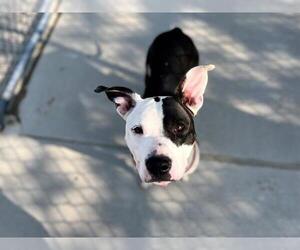 American Pit Bull Terrier Dogs for adoption in Tulsa, OK, USA