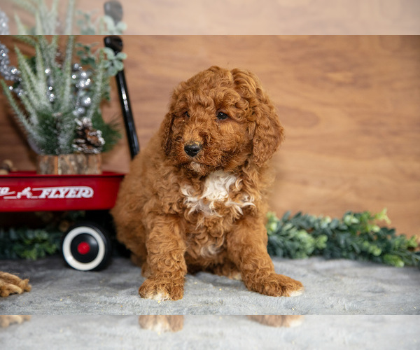 Medium Photo #24 Poodle (Miniature) Puppy For Sale in WOLCOTTVILLE, IN, USA