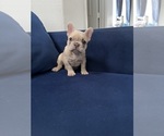 Puppy Sparky French Bulldog