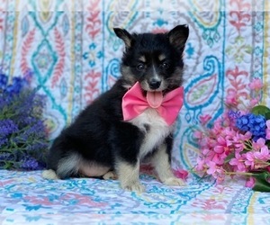 Eskland Puppy for sale in LANCASTER, PA, USA