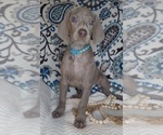 Small Photo #8 Weimaraner Puppy For Sale in LEWISBURG, KY, USA