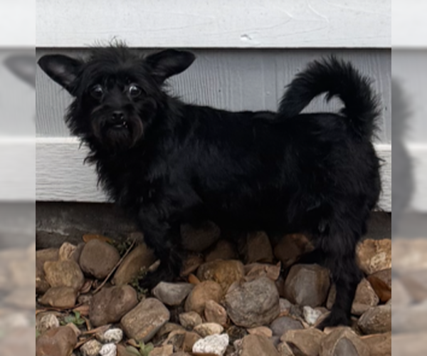 Medium Photo #4 Chihuahua-Unknown Mix Puppy For Sale in HOUSTON, TX, USA