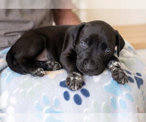 Jet - Male Labrador Retriever-Unknown Mix Dog for Adoption - Photo #2