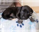 Small Photo #2 Labrador Retriever-Unknown Mix Puppy For Sale in Grovertown, IN, USA