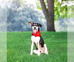 Small #1 Siberian Husky Mix