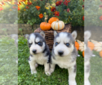 Small Photo #9 Siberian Husky Puppy For Sale in EAST HERKIMER, NY, USA