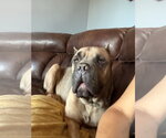 Small #3 Mastiff