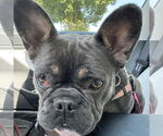 Small #11 French Bulldog