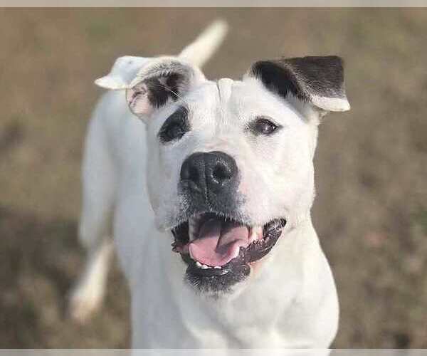 Medium Photo #5 American Bulldog-Unknown Mix Puppy For Sale in Anniston, AL, USA