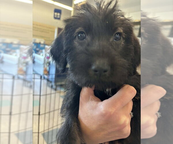 Medium Photo #1 Poodle (Miniature)-Unknown Mix Puppy For Sale in Palatine/Kildeer/Buffalo grove, IL, USA