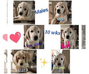 Golden Retriever Puppy for sale in ARCO, MN, USA