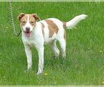 Small #1 American Staffordshire Terrier-Beagle Mix
